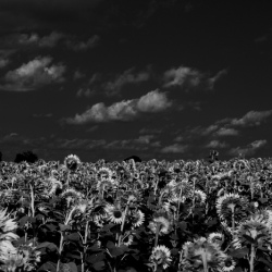 097. Sunflower Field, Kiefer Shuler