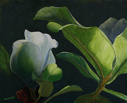 budding-magnolia-sandy-jacobs